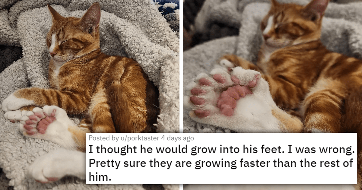 When Do Polydactyl Cats Stop Growing: Key Growth Milestones