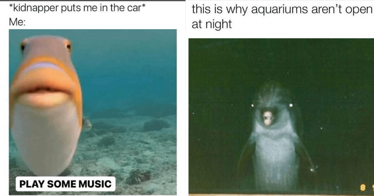 Sea-riously Hilarious Deep Sea Creature Memes For When We Are On A Sea