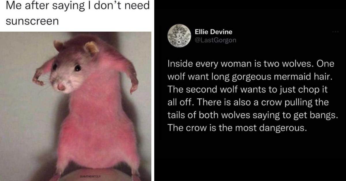 Procrastination Paradise 34 Best Animal Memes For Getting Absolutely