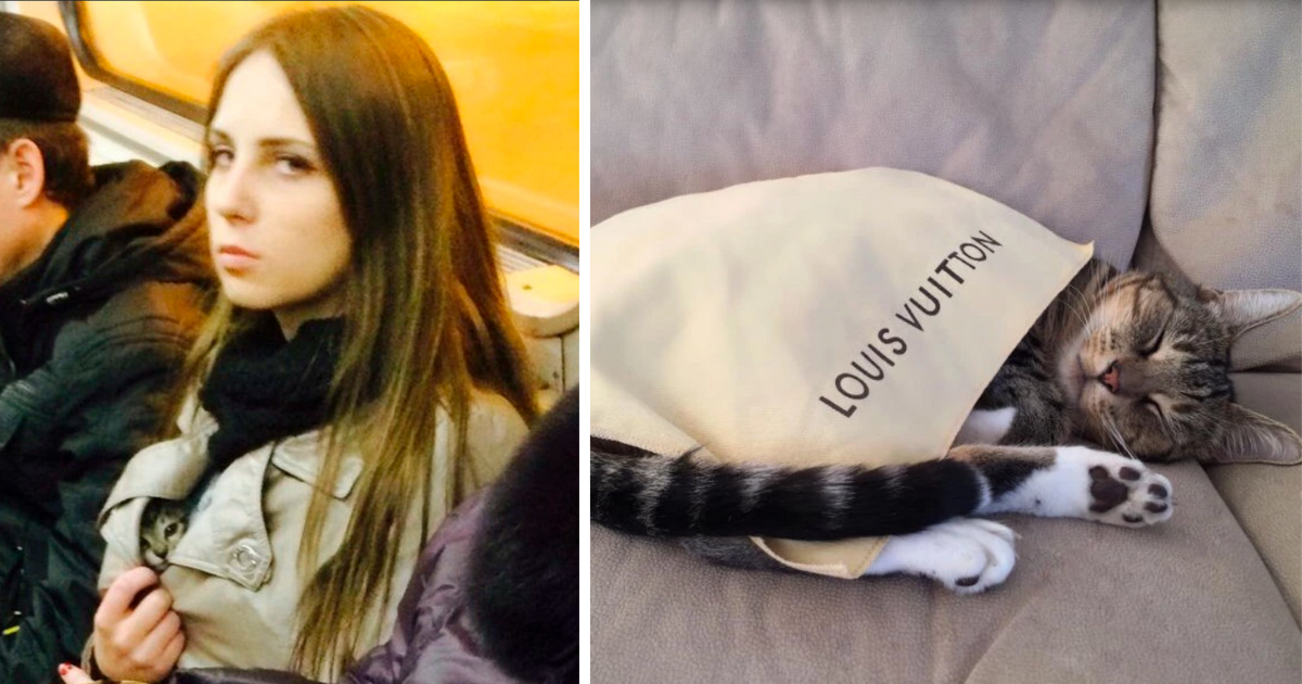 Cat Looks CRAZY in Louis Vuitton Jacket 