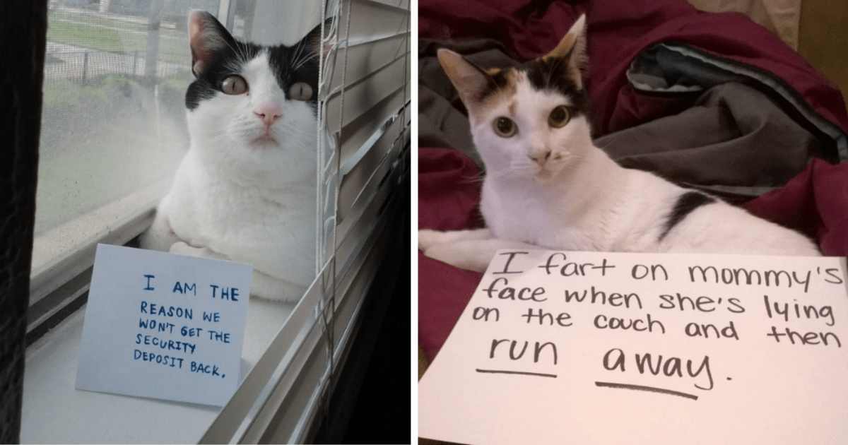 cat shaming muffin