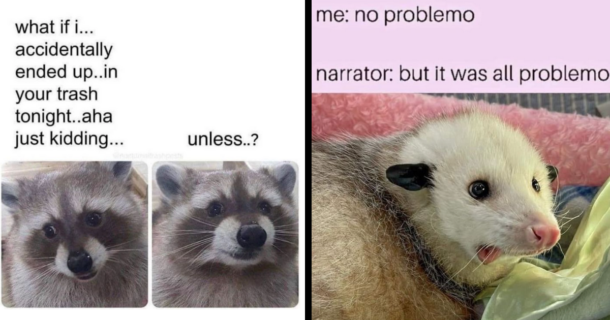 33 Critter Memes for Rapscallions With the Souls of Trash Pandas and