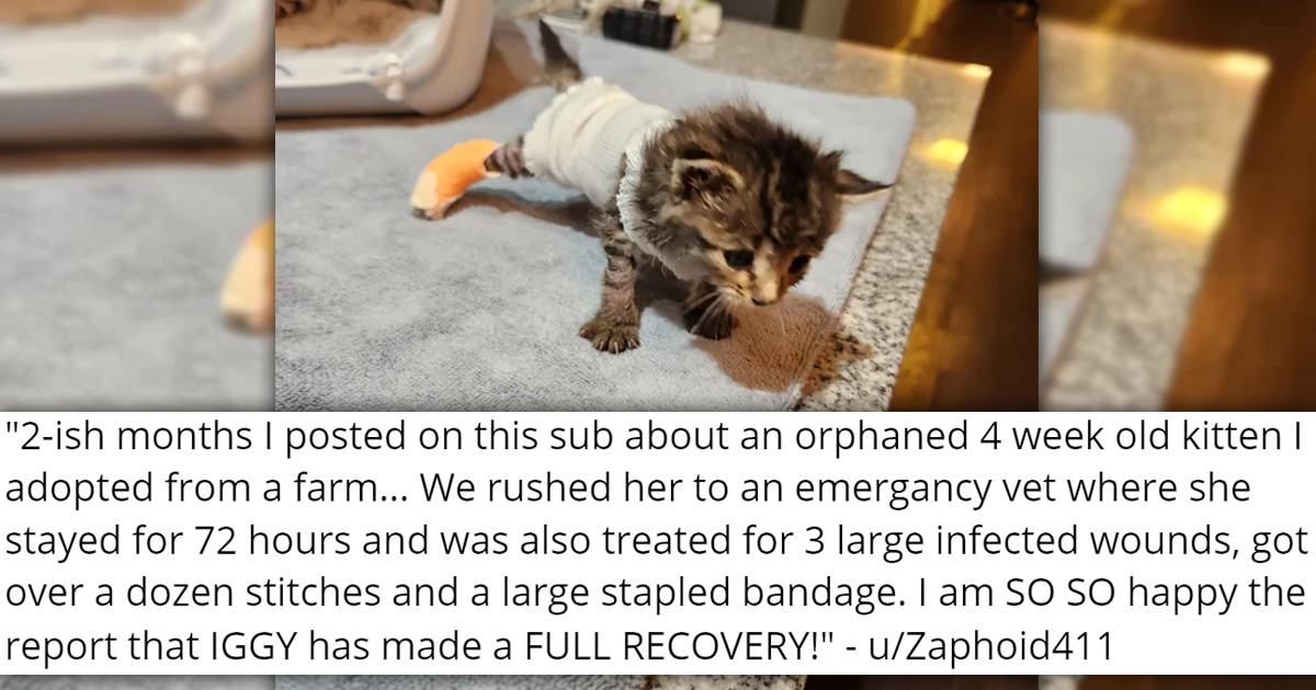 Meet The Newly Adopted Faces Of The Week 18 Wholesome Cat Adoption Stories I Can Has Cheezburger?