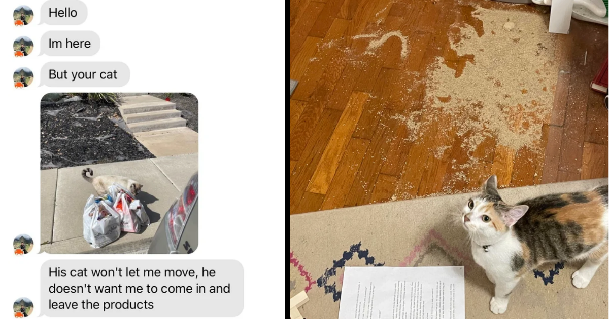 Paws And Disorder 23 Hilariously Uncooperative Cats Hindering