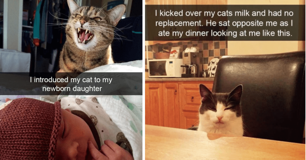 A Spicy Kitty Curry Of 33 Hissterical Cat Memes That Fill A Big Pot Of ...