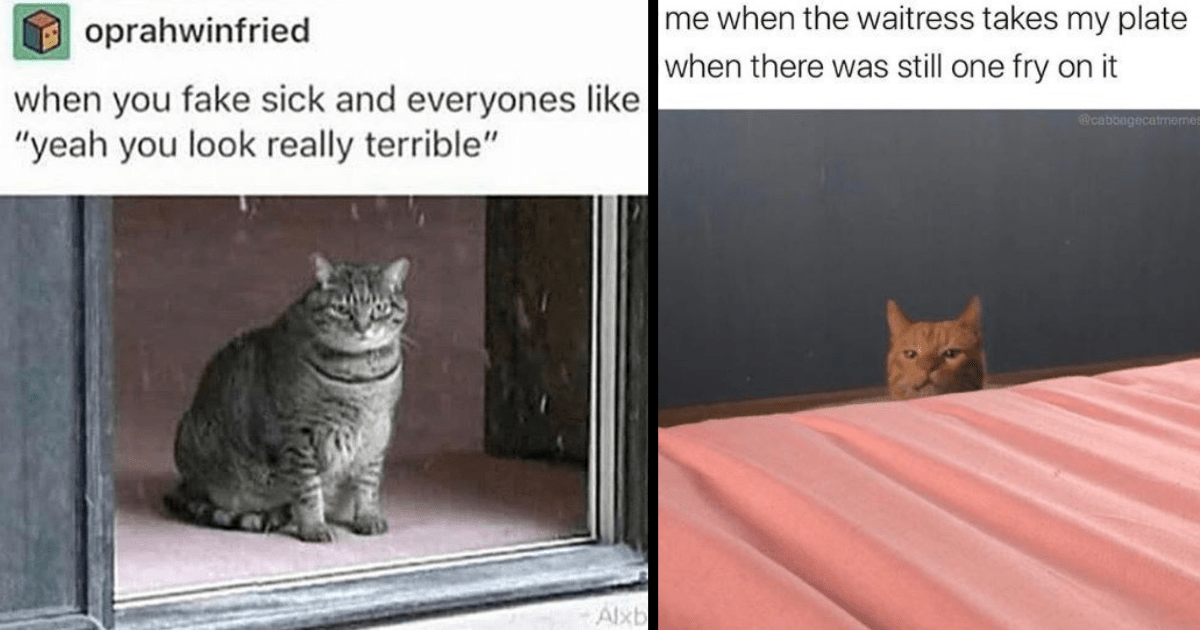 35+ Hilarious Cat Memes To Help You Laugh Through The Sorrow Of ...