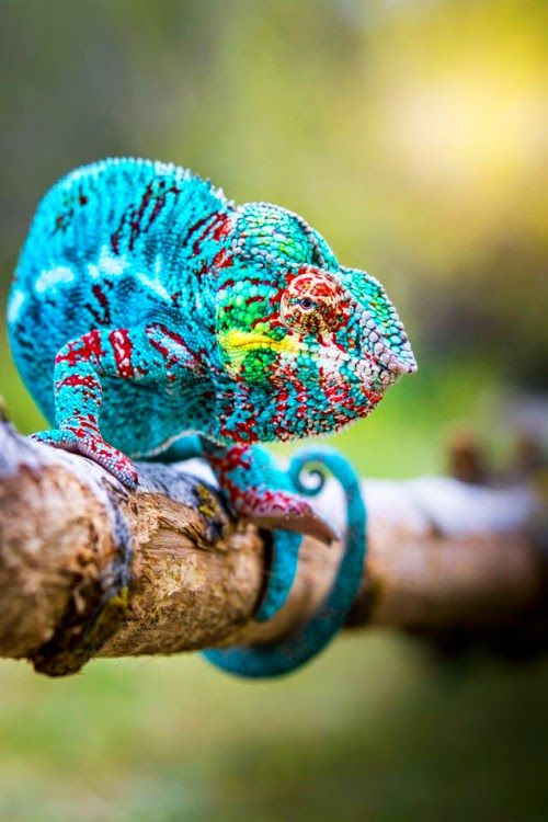 15 Animals That Took The Definition "Colors Of The Rainbow" Literally