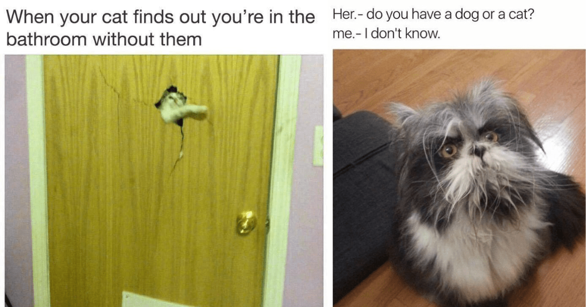 These 26 Cat Memes Should Get You Through The Weekend - I Can Has ...