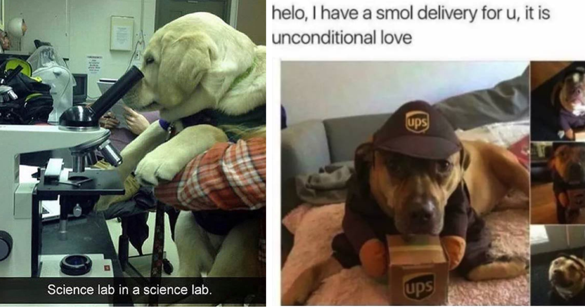 yellow labrador hooman memes Puns perros labrador thor funniest pun