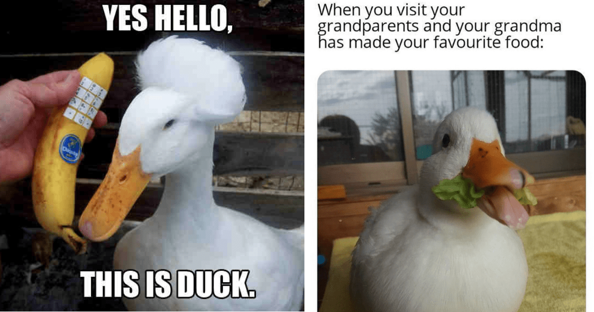 A Ducktastic Meme Medley Full Of Wacky Water Birds That Just Quack Us
