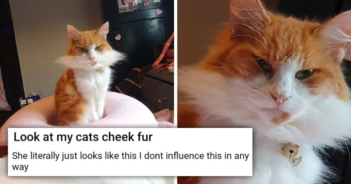 Cat With Hilariously Unique Cheek Fur Shape Goes Viral, The Internet 