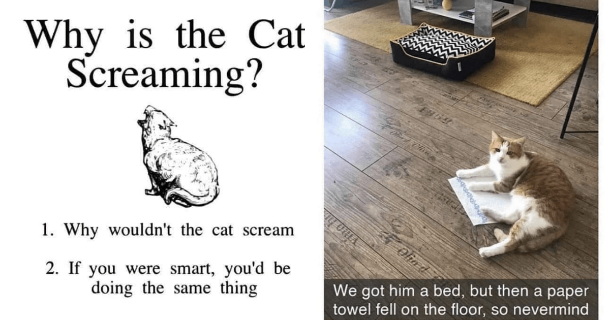 These 22 Cat Memes Will PurrSuade You To Adopt A Feline Friend I Can