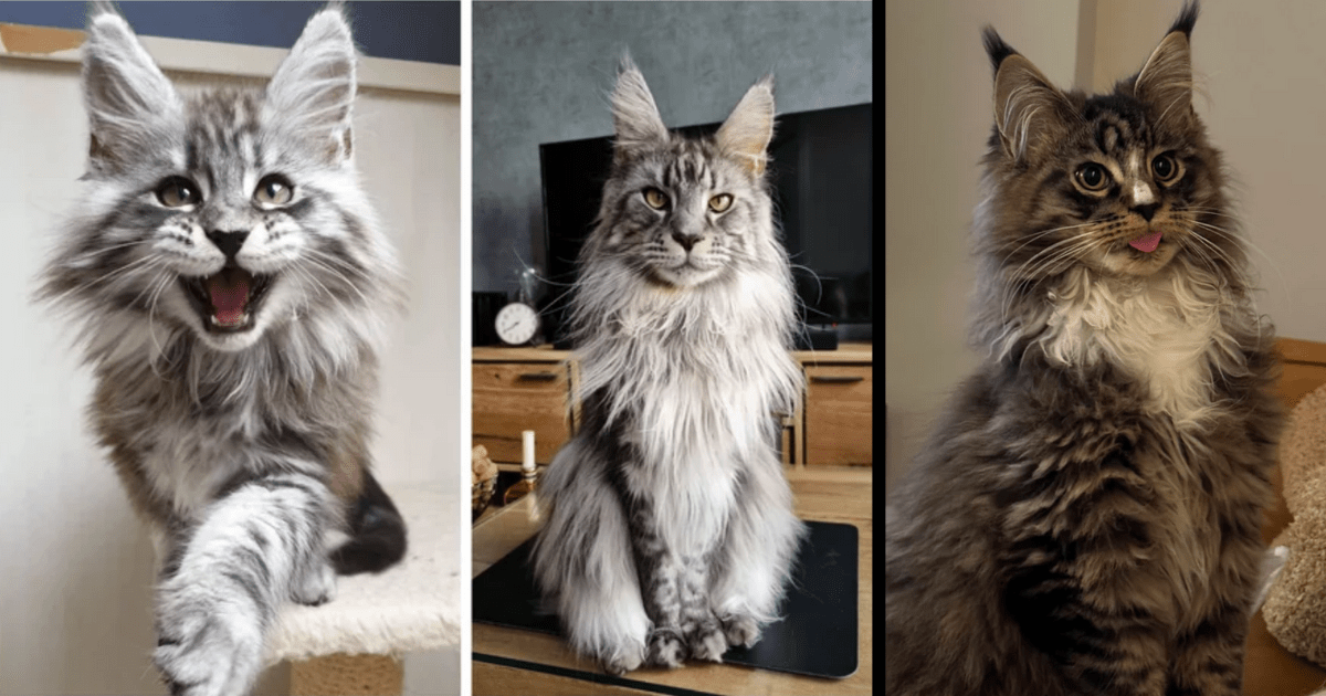 29 Meow-gically Majestic Maine Coons That Grace Us With Their Royal ...