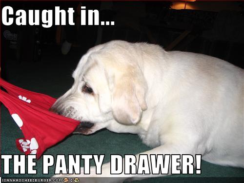 Caught In The Panty Drawer Cheezburger Funny Memes Funny