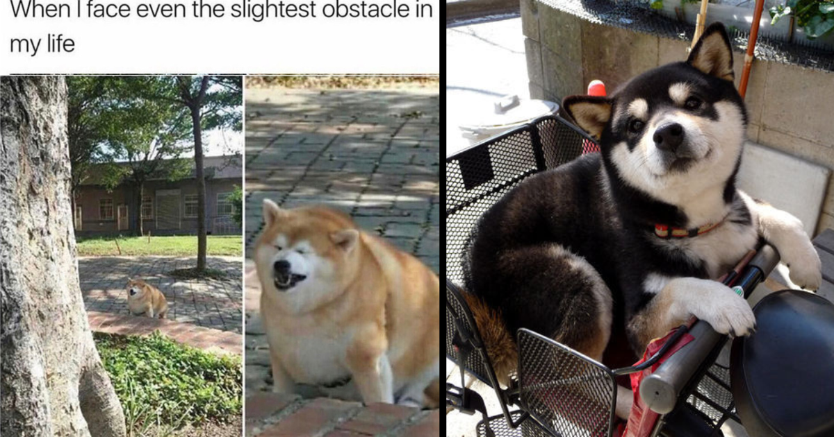 32 Dog Memes That Are A Little Ruff - Gallery