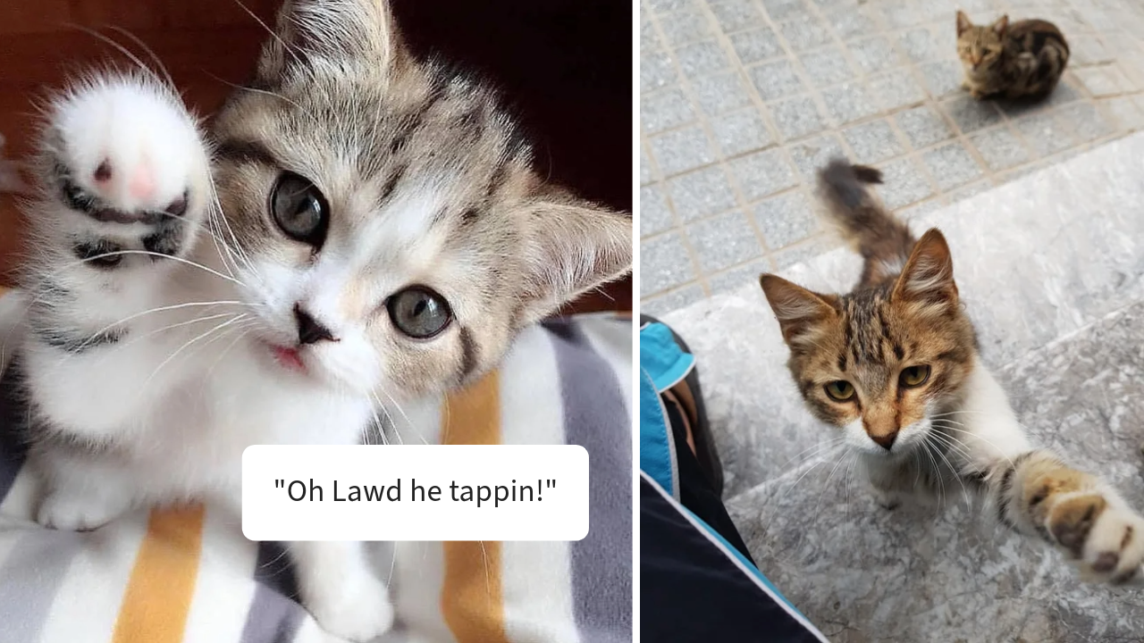 Give Me Some Paw Pawwdorable Pics Of Cats Tapping Everything With