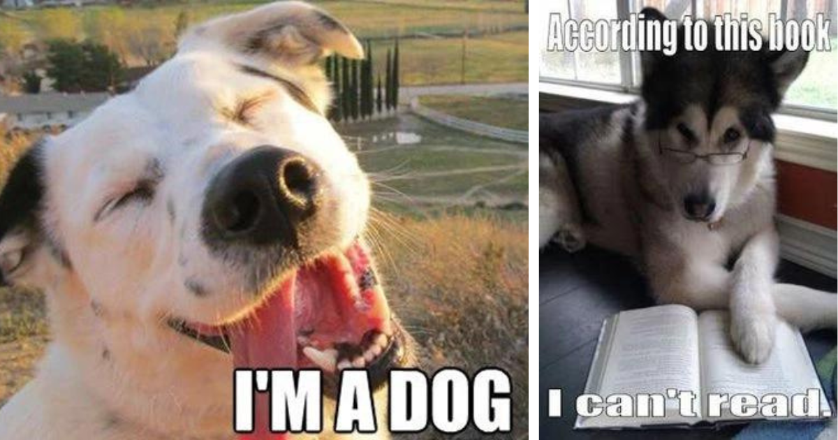 23 Old-School Dog Memes We Fetched After Digging Around on the Internet ...