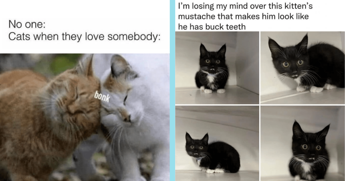 Wholesome Feline Memes for Hooman Cat Lovers Who Need a Mid Week Pick Me Up  (August 16, 2023) - I Can Has Cheezburger?
