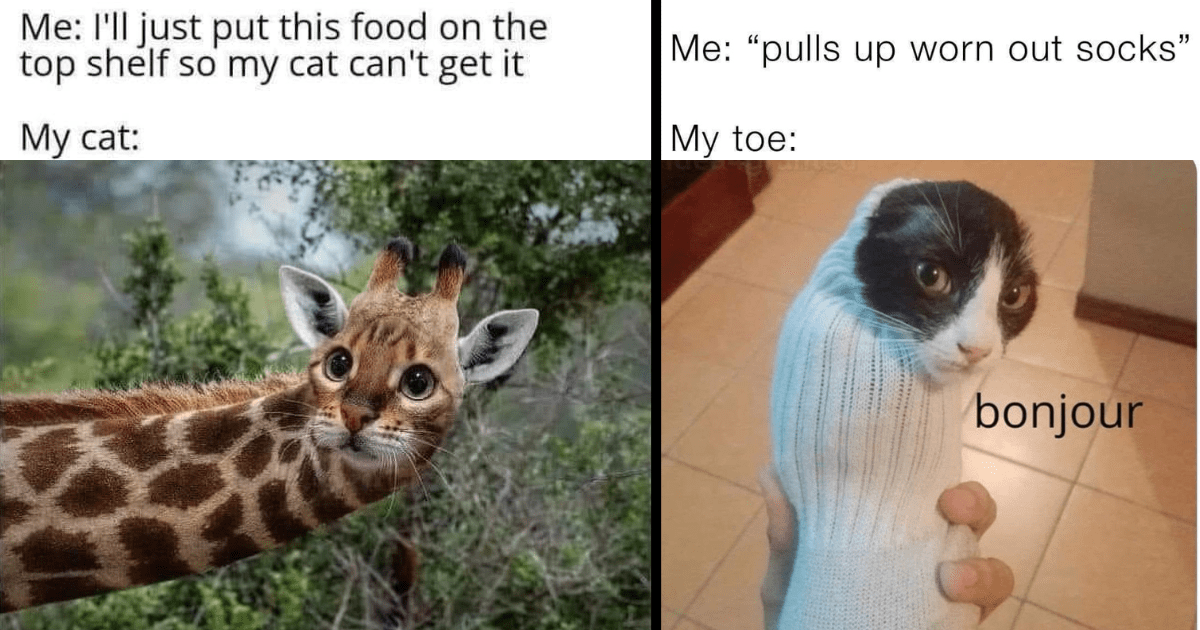 A Cat Meme A Day: 30+ Hilarious Cat Memes That Keep The Doctor Away - I