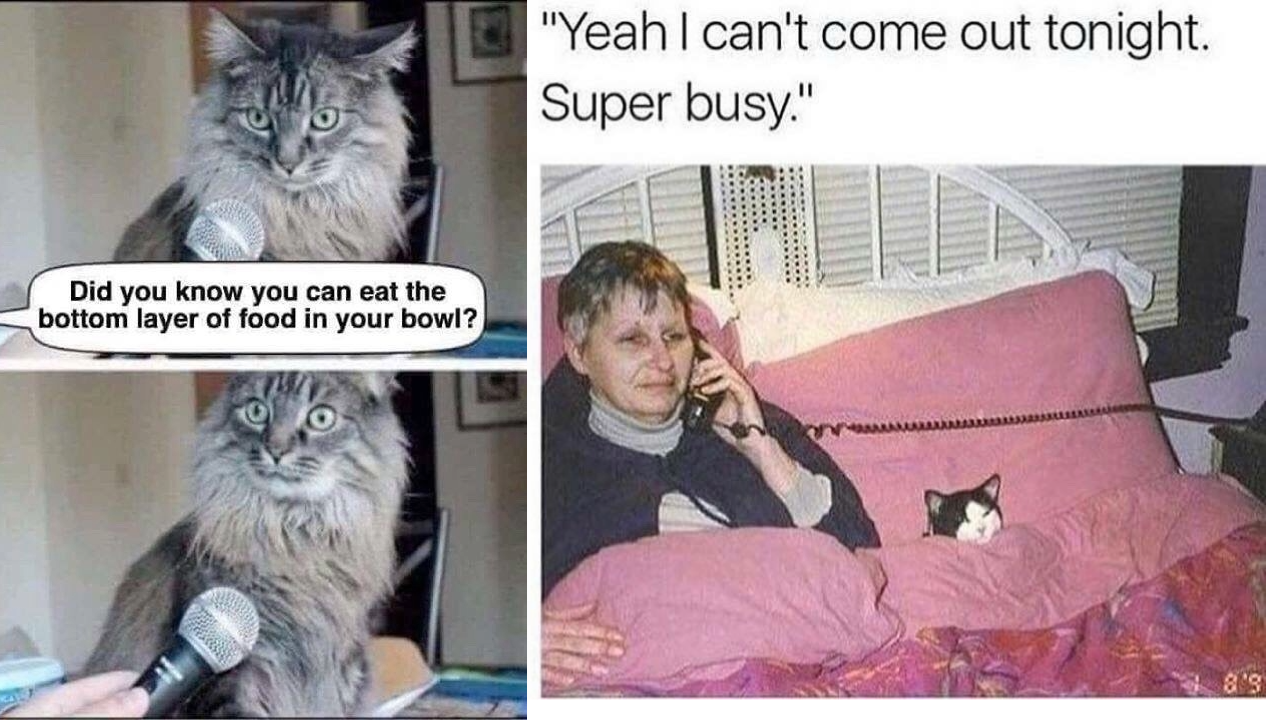 That Feisty Friyay Feline Spicy Cat Memes To Kick Off Your Weekend I Can Has Cheezburger 6365