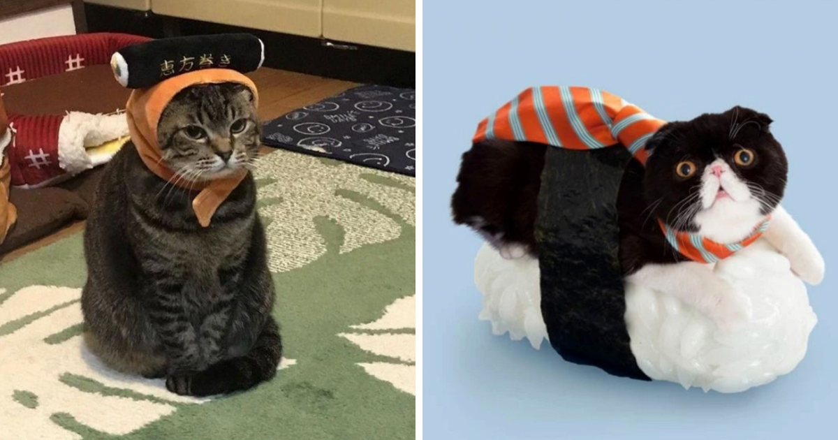 21 Adorably Silly Sushi Cats To Order With Your Next Takeout Meal I