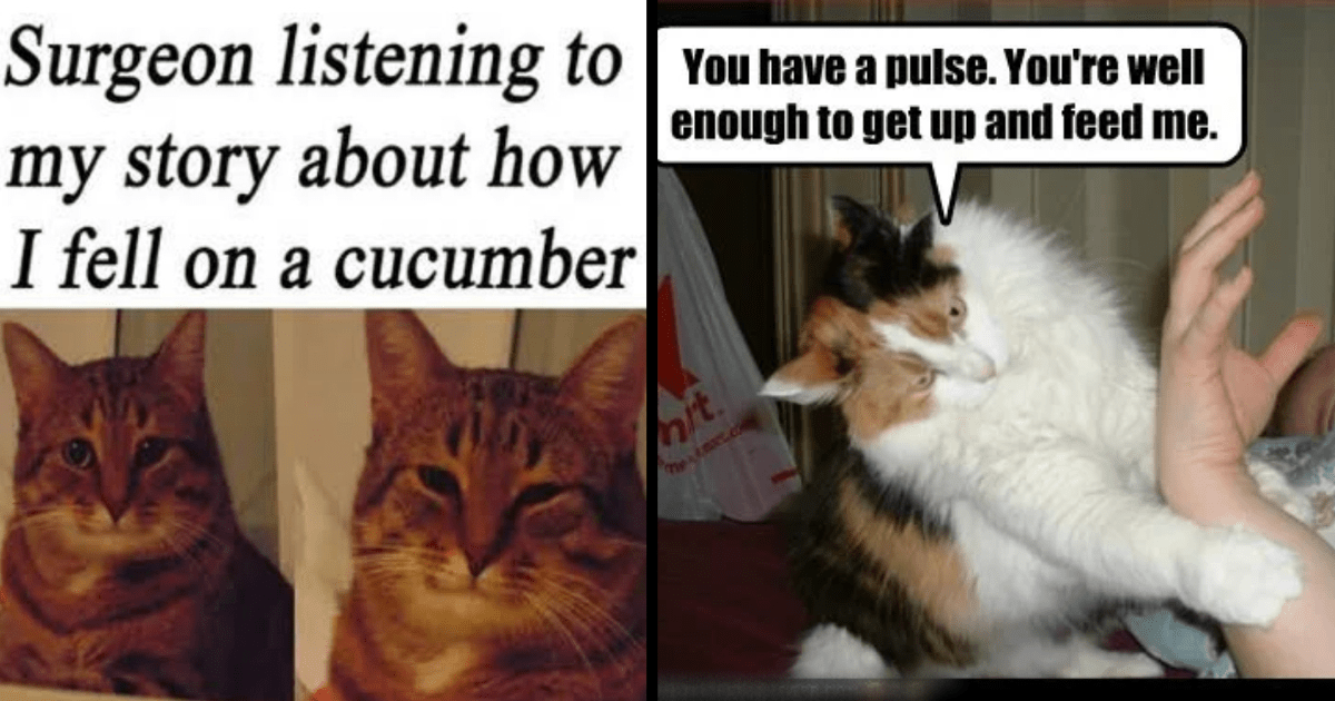 40 Hilarious Cat Memes That Will Have You Purring With Laughter