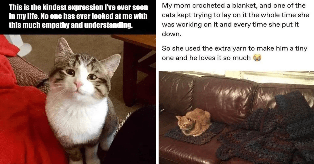 Wholesome Cat Memes For All The Tired Cat People Who Wish They Were ...