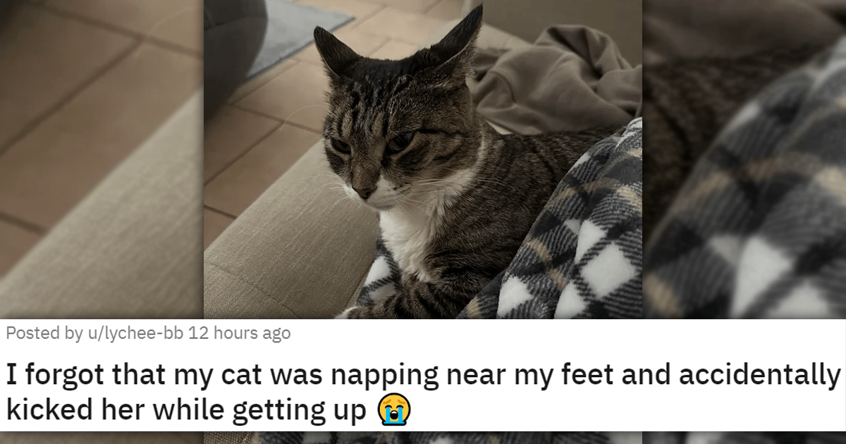 Paws And Embrace The Cattitude With This Week's Cat Medley The Cutest