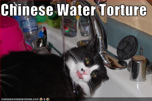 chinese water cat