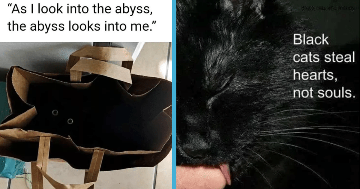 cute black cat memes