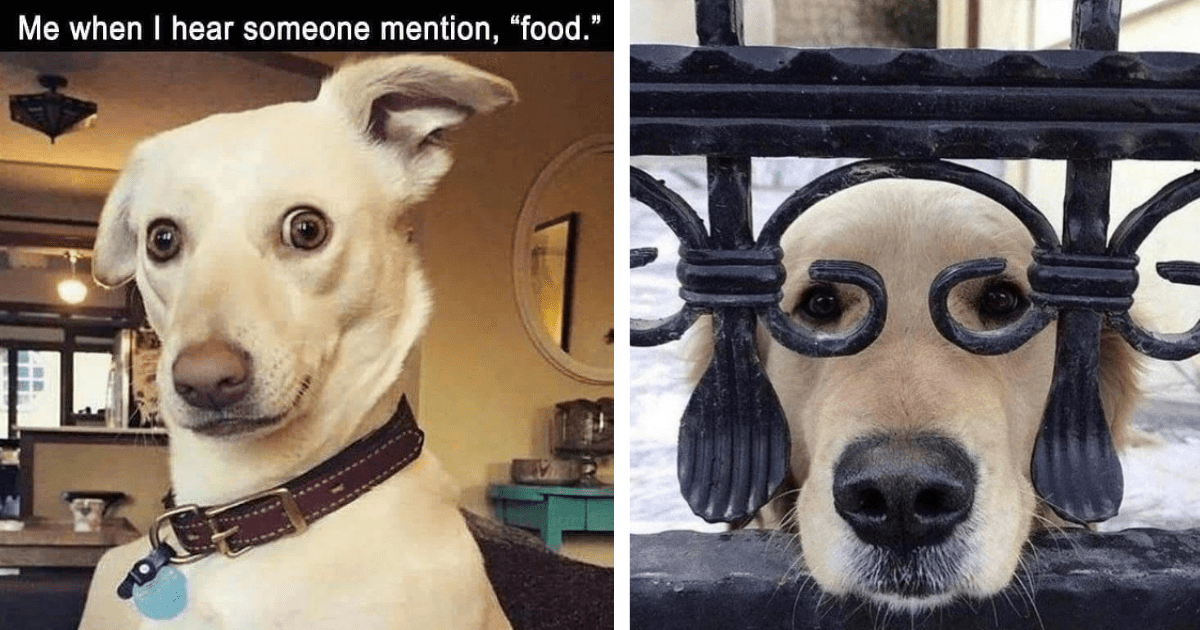 35 Good Boy Dog Memes to Make Your Day Brighter (August 22, 2023