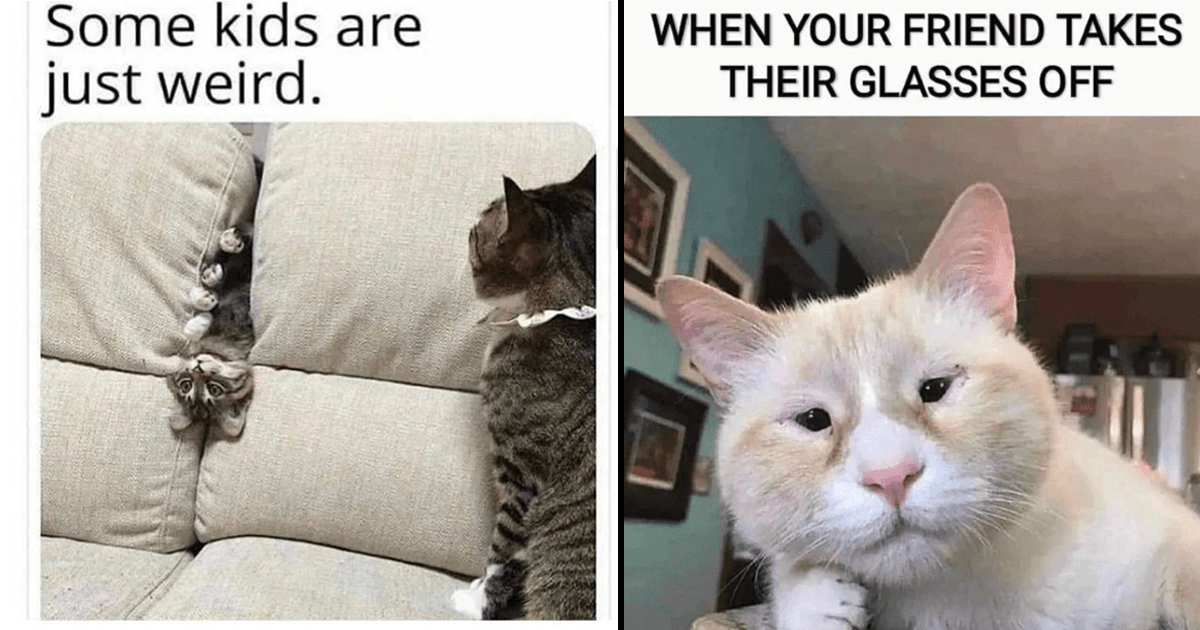 Memebase - Cute Cats - All Your Memes In Our Base - Funny Memes -  Cheezburger