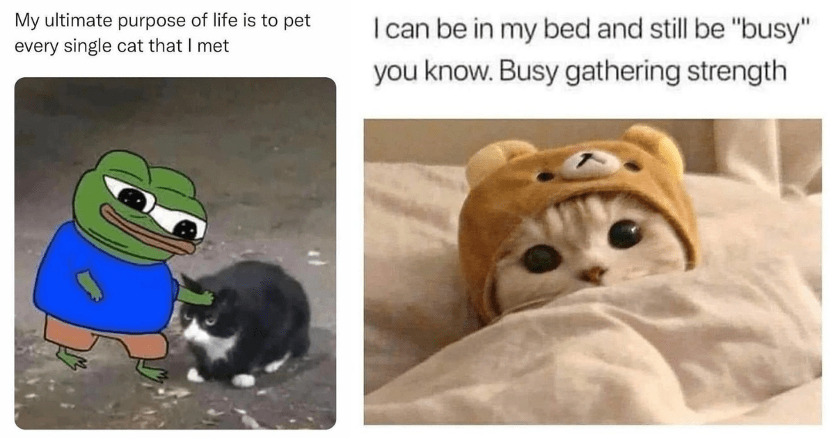 A Cat-Ton Of Memes To Keep You Purring Through The Week (August 24 ...