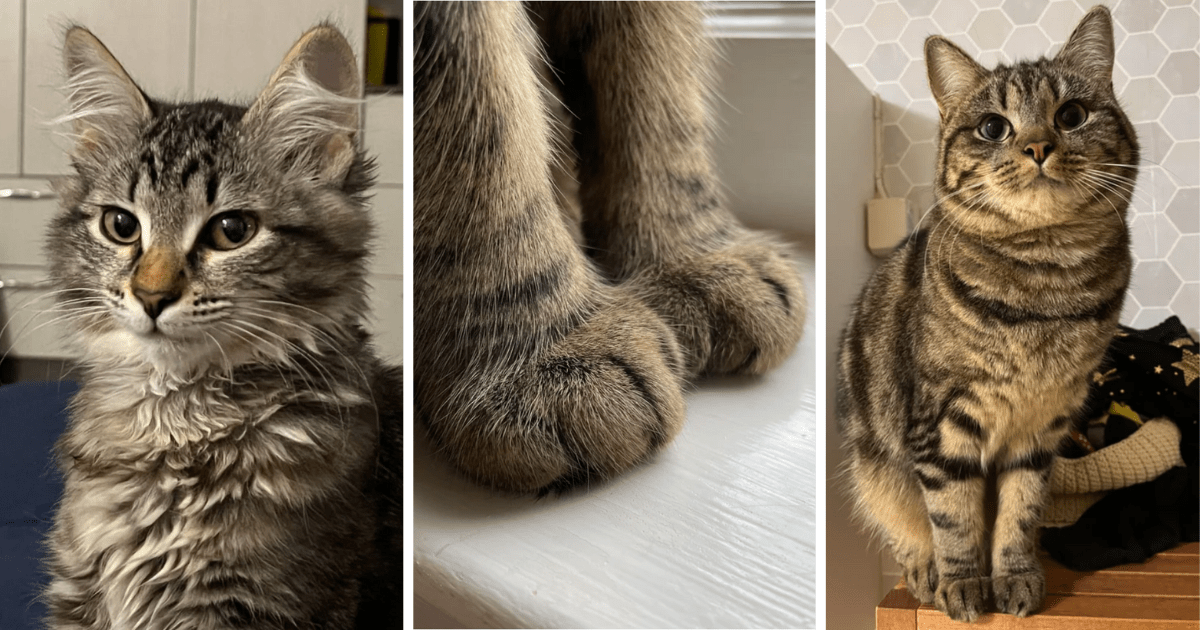 Pick Up Your Standard Issue Cat Here 24 Purrfectly Normal Kitties That