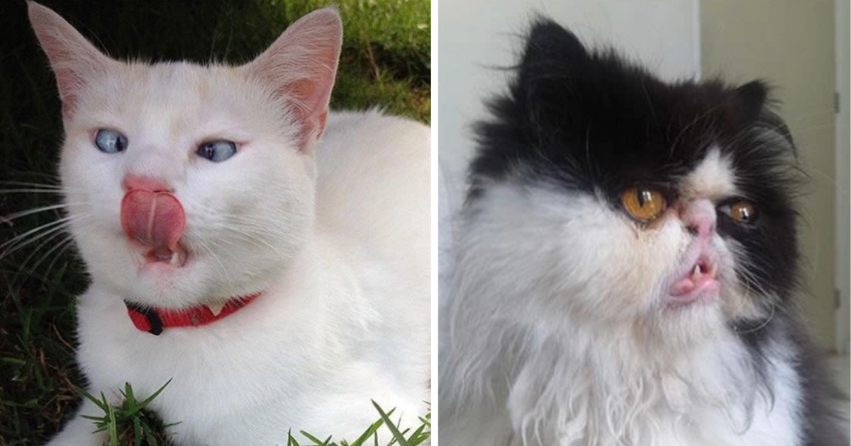 30+ Pawsitively Photogenic Felines Proving That All Cats Are Majestic