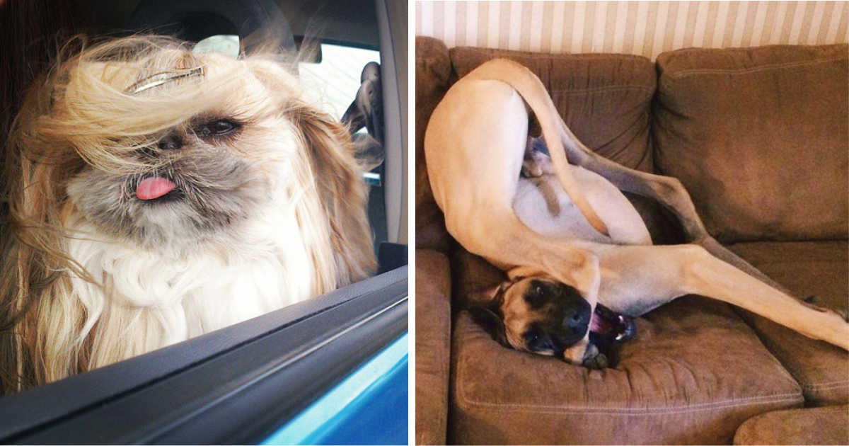 20 Fantastically Funny Pics Of Delightfully Derpy Doggos To Summon