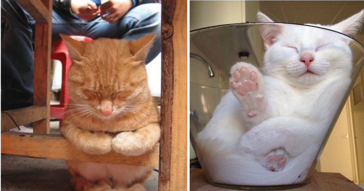 'If I Fits, I Sleeps': 25+ Pawdorable Pics Of Cute Kitties Having Much ...