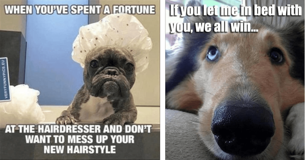 32 TailWaggingly Wholesome Dog Memes (August 29, 2023) Animal Comedy