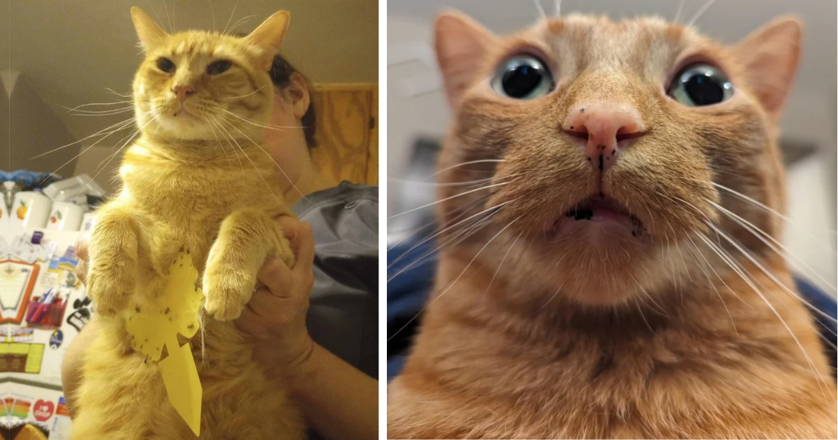 24 Hilariously Derpy Clementine-Colored Cats Proving That Orange Is Not ...