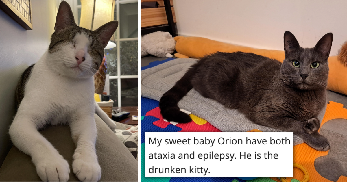 Cat Corner Of The World Wide  Shows Up To Celebrate Their