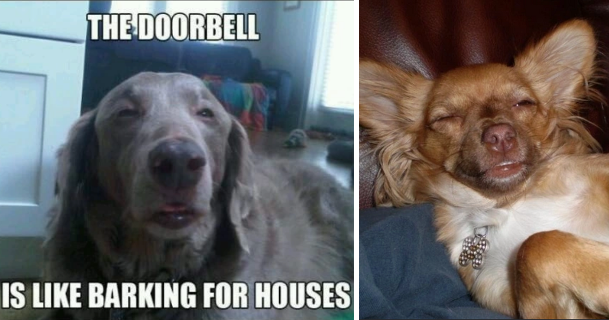 27 Hilarious Hounds That Are Packed With Pawsitive Doggo Vibes Because They Chose To 'Roll