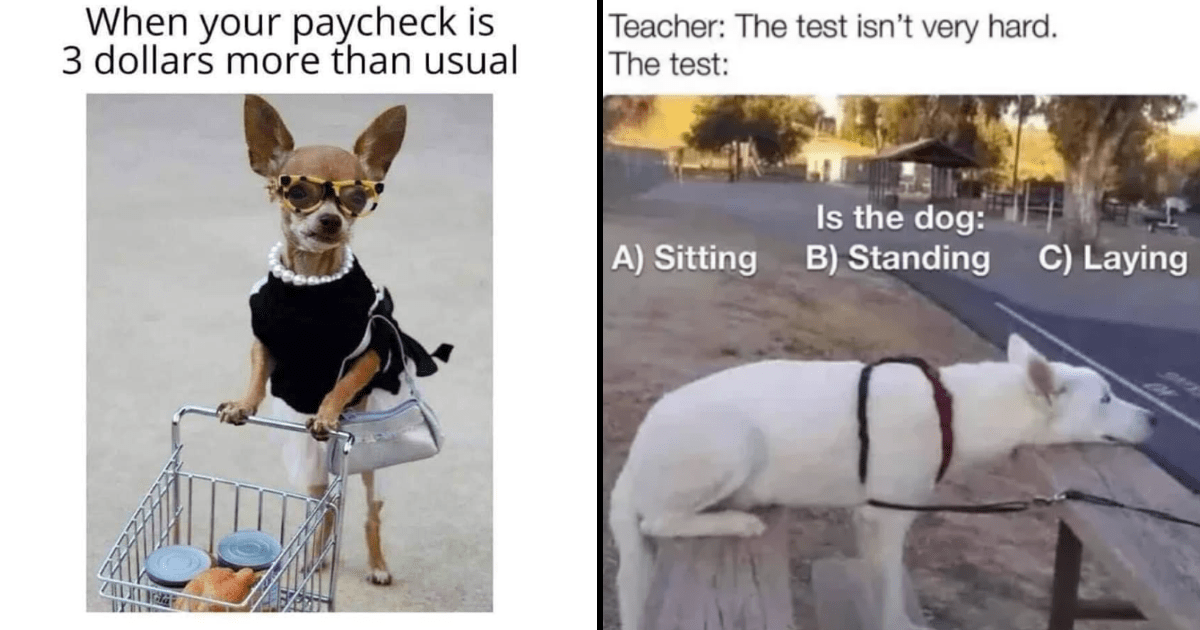 25+ Hilarious Dog Memes for Canine Enthusiasts (August 31, 2023