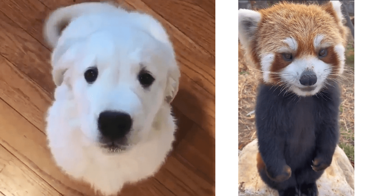 GIF Attack: 47 of the Most Adorable Animal GIFs of the Week (September 5,  2023) - Animal Comedy - Animal Comedy, funny animals, animal gifs