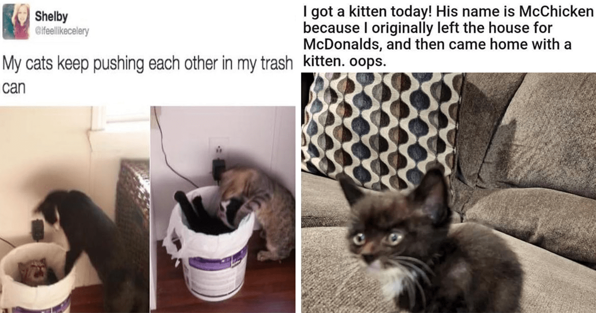 Starting Caturday On The Right Paw With The Most Hissterical Cat Memes ...