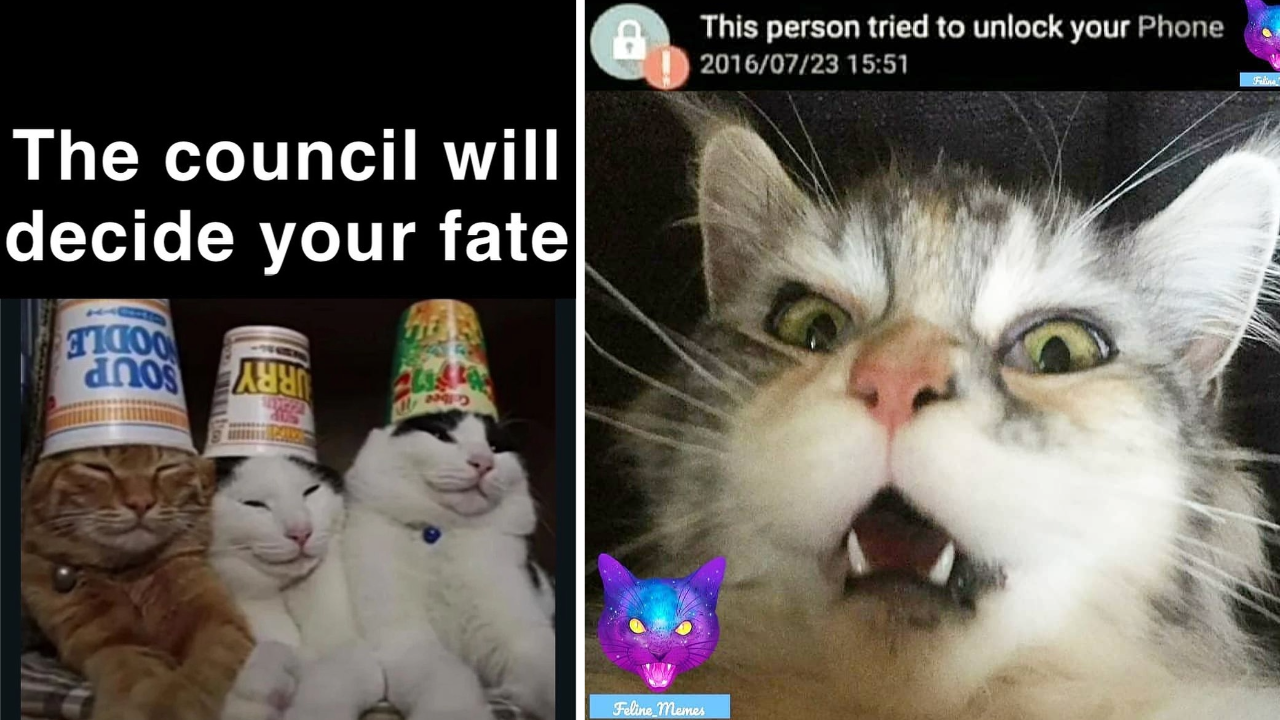 Fantastically Facetious Feline Memes To Get You Over The Hump And