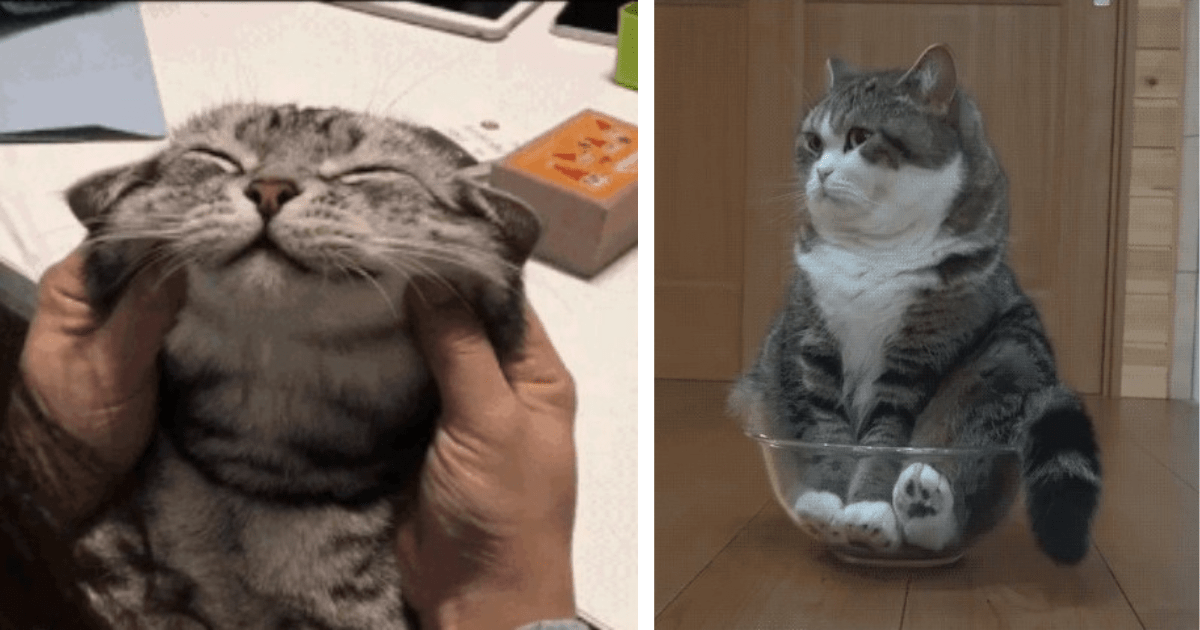 astonished cat gif