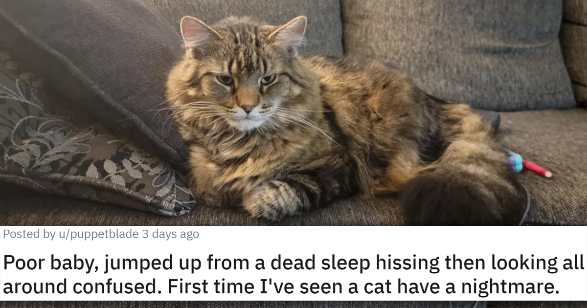 Precious Stories Of Cats Unexpectedly Having Nightmares And Seeking