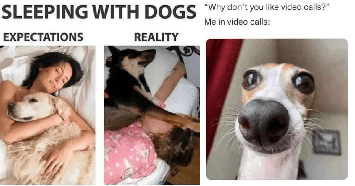 28 Memes About Dogs Thumbnail Includes Two Pictures Of Dog Memes