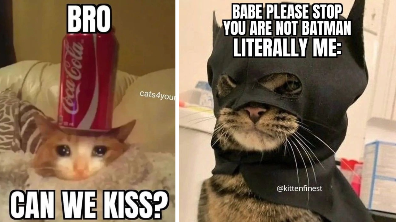 Wholesome And Off Beat Cat Memes To Make Your Caturday That Much More ...