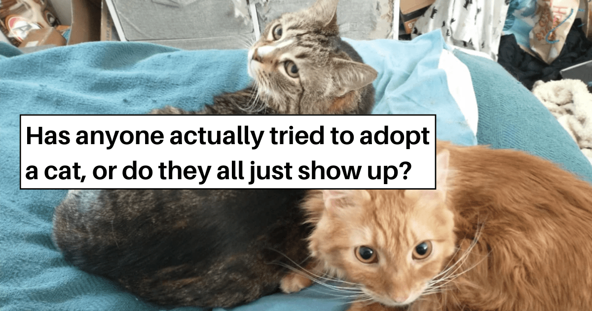 25+ Pawdorable Cats Who Arrived Via the 'Cat Distribution System ...